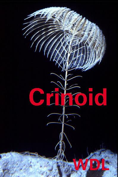 Class Crinoidea.