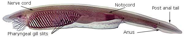 The Nonvertebrate Chordates. Phylum Chordata. Subphylum Urochordata.