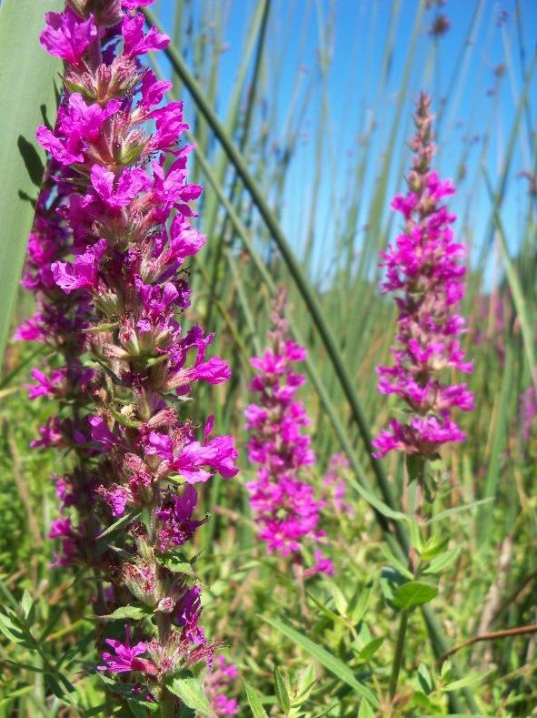 Purple loosestrife Lythrium salicaria Limited distribution in Washington County, but has potential to spread.