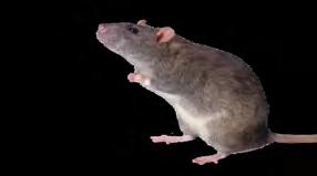 One rat Breeds 4 times in a