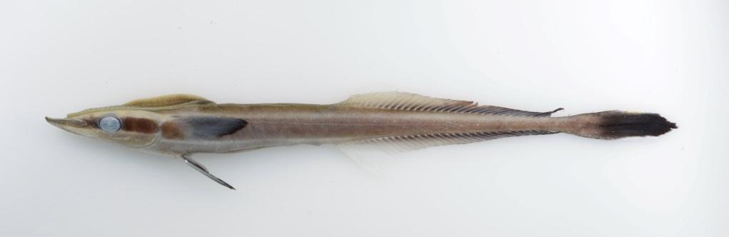 Sharksucker in Kakadu Northern Territory Naturalist (2015) 26 23 2 3 Figure 2.