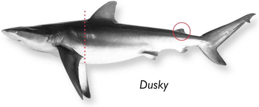 Atlantic Highly Migratory Species Draft Amendment 5b - Dusky Shark Management Measures: Proposed