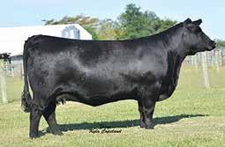 66 44 62 18 23 19 78 64 74 46 85 67 28 72 46 86 43 66 9 Top 20% WW Top 20% $F Rita 1770 is an exciting fall yearling and she blends the phenotype sires, Cowboy Up and Emblazon with a powerful and