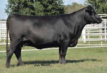 PERFORMANCE GENETICS 17 Shaw Lady Comrade 781 BIRTH DATE: 1-8-2017 COW *18754420 TATTOO: 781 #*Connealy Consensus 7229 #*Connealy Consensus Connealy Comrade 1385 Blue Lilly of Conanga 16 *17031465