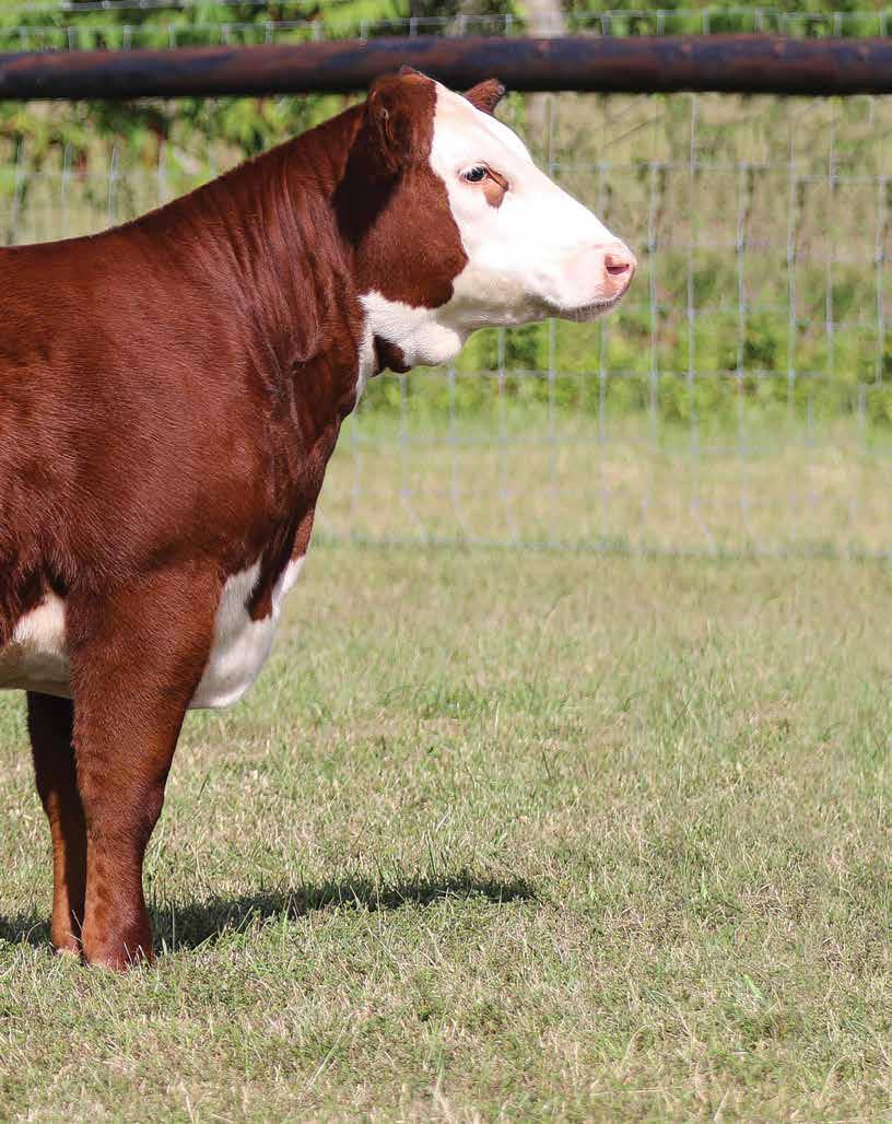 LEADING LADY Polled 44 Banner Leading Lady 1804 BIRTH DATE: 2-21-2018 COW P43953729 TATTOO: 1804 Hyalite on Target 936 Schu-Lar On Target 22S R Leader 6964 Hyalite TX Lass 310 P43500058 R Miss