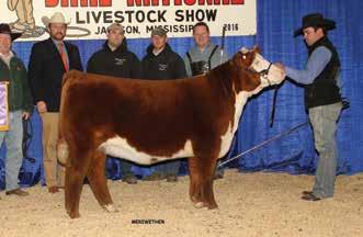 This heifer has the all the parts to follow in the footsteps of her mother, who was Grand Champion at the 2017 Dixie National and a 2-time Grand Champion at the Southeast Regional for Morgan.