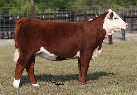 SHOW HEIFERS 46 Banner Madison 1690 / High-selling heifer of the 2016 sale and full sister to Lot 46.