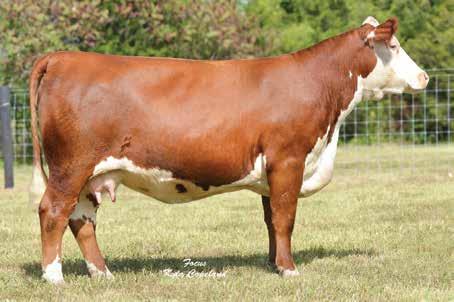 TOP HEREFORD GENETICS 48 Delhawk Whimsical 1416 ET / Mississippi State Fair Reserve Grand Champion and dam of Lot 48.