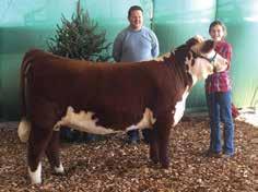 She s the first heifer out of DelHawk Whimsical 1416 ET, who was a many time champion including Reserve Grand Champion at the Mississippi State Fair, Auburn AGR Christmas Classic, and MTSU Block &
