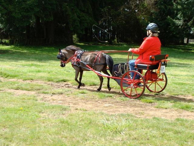 The event will offer an array of choices, and horses and ponies of all sizes are welcome. You may take a lesson from world famous driver Leslie Berndl.