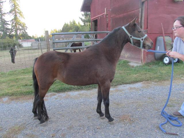 >BC I Can t Believe She Is Not Black: 3 yr old bay Foundation Certified ASPC filly, 40.5 at withers, very nice conformation and should be in the show arena.