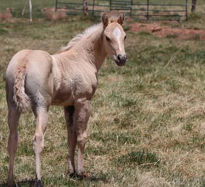 LOT #9 2018 PALOMINO FILLY AQHA ELIGIBLE JM GROVER ENTERPRISES Don t miss out on this pre y baby! She is a fancy palomino filly with a big hip.