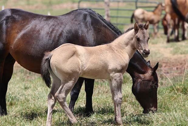 LOT #16 2018 GRULLA FILLY AQHA ELIGIBLE JM GROVER ENTERPRISES It is going to be hard to let this baby go!