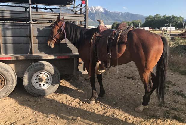 LOT #20 2015 RED DUN FILLY RR TYREE DASH A JOY AQHA #5806739 DAVID REDD This 3 year filly is very smart with a lot of heart.