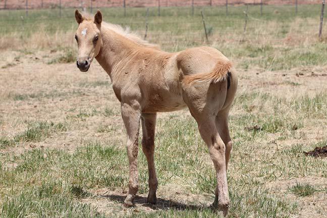 LOT #22 2018 PALOMINO FILLY AQHA ELIGIBLE JM GROVER ENTERPRISES This fancy palomino filly has a big