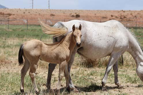 LOT #36 2018 BUCKSKIN HORSE COLT AQHA ELIGIBLE JM GROVER ENTEPRISES This baby is what keeps us breeding horses. The stars aligned for this offering! This is BJ s pick of the crop.