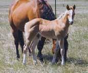 Eligible for the 5-State Barrel Futurity and the Ranching Heritage lot 7 H 2012 Palomino Stallion Lady Bar Horn Masterhorn JJF Kellys Ludy May This is the first year we are offering a