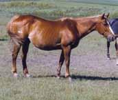 lot 13 H Sweet Sugar Rocket 1991 Sorrel Mare H 3021553 Sugar Rocket Rocket Bar Sugar Mayday Gents Sweet Cookie Redeemers Gent Cookie Bee Bar This great mare has Leo, Three Bars and The Redeemer right