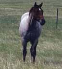 Sugar Due to the drought, here is another Haythorn mare that won t make it into our operation. Here is your chance to buy a horse from an operation of 100+ years experience.