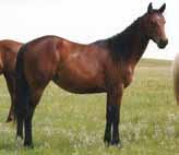 Eligible for the Ranching Heritage lot 29 H Comos Doc Freckles 2004 sorrel mare H 4533220 Billy Star Pat Dakota Playboy Girl This big stout mare is out of legendary bloodlines from the Lauing Mill
