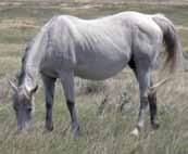 Eligible for the Ranching Heritage lot 39 H Frostys Baron Bell 2007 gray mare H 4989345 Mr Red Triple Mr Baron Red Blue