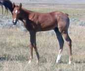 Eligible for the Ranching Heritage lot 56 H 2012 gray filly Casino Cash Pot Casino Junior Cashs