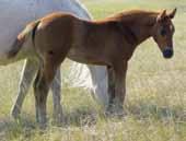 Eligible for the Ranching Heritage lot 66 H FROSTY N SASSIE 2012 buckskin filly Bhr Super Sassie Bhr Super Frost Driftwoods Sassie Look at her pedigree, she should have the ability