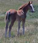 pedigree. This eye catching sorrel has nice chrome and moves very fluid. Could be your nice ranch gelding, trail horse and all around using horse. He should make a nice youth horse.