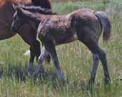 DRIFTWOOD, JOHN RED, WAR LEO, GOLDSEEKER BARS bloodlines. This filly should have a lot of bred in ability for speed, performance, ranch and cow. Rabicano markings and coon tail.
