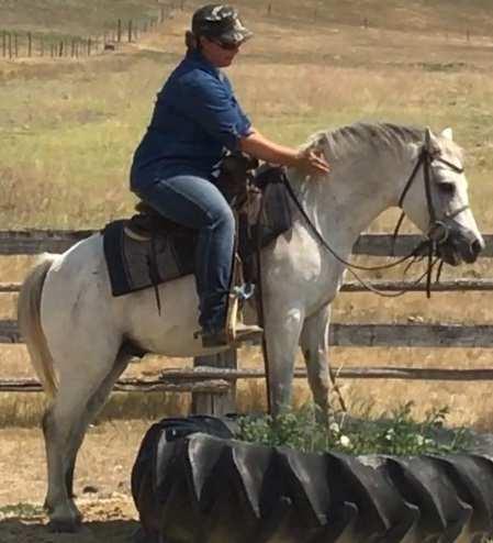 Silver (Grade) 34 Born 2009 Grey Pony Silver is a great pony. We have been taking him on trail rides, chasing cows, doing lessons, leading kids around...just everything you can think of.