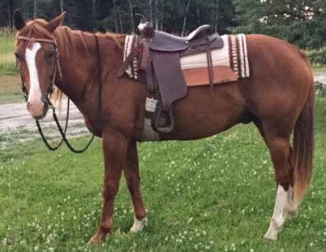 ca Hola (Grade) 35 Born 2015 2 year old small pony. Very well halter broke and easy to catch. Tethers very well. Sorrel Pony Wes Petersen 306-694-4234 wpetersen@hotmail.