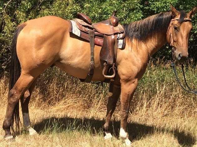 This horse was sold through the Agribition ranch horse sale and bought by Dusty Geran. Dusty passed away a year ago and his father, Larry, has decided to let the horse go.