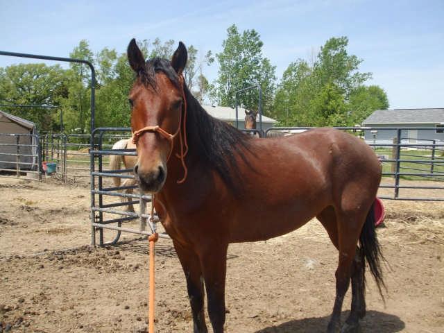old black gelding was gentled and trained by USWHBA North  This