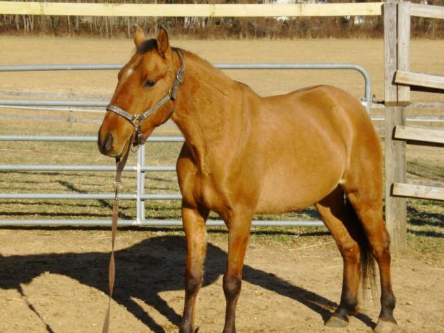 Cash is a 2 year old Gelding from