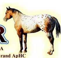 Sire of ApHC point earners in Halter & Performance Breeders Trust Enrolled Shipped Semen: All fees for collection & shipping to be paid by mare owner Owned By: Christine Ruby