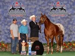 if mare doesn t get in foal in 2015 Shipped Semen: $300 Fedex or $360 CTC Owned By: Kim Anding Standing At: Mansfield, TX 2013 World Champion 3 YO Stallions Unanimous 2012