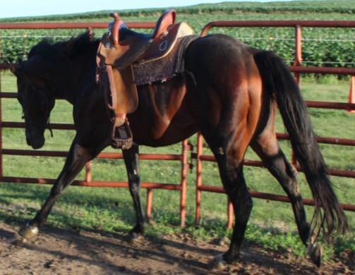 Owned By: Crystal Pitkin Standing At: Bismark, ND World Champion Sire Multiple ROM Producer Superior Event Producer Owned By: Ann Mantz Standing At: Carroll, IA Foals have a