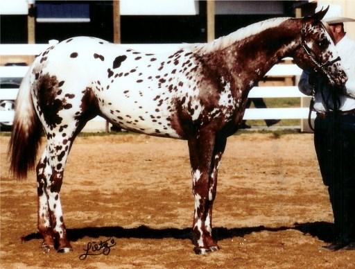 Dam: Countless Dreams Owned By: Starla O Brien Standing At: Eden, WI Medallion Producer Top 5 World Show Sire Top Ten Yearling Colts Top Ten Most Colorful 92 Lifetime Points