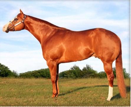 Very Cool 2008 AQHA Sorrell Sire: Te Coolest Dam: Very Sexy AQHA Advertised Fee: $1750 Starting Fee: $875 Shipped Semen: 1x Collection Fee $200; $250 FedEx; $300 CTC Sold on 2013 Auction: $875