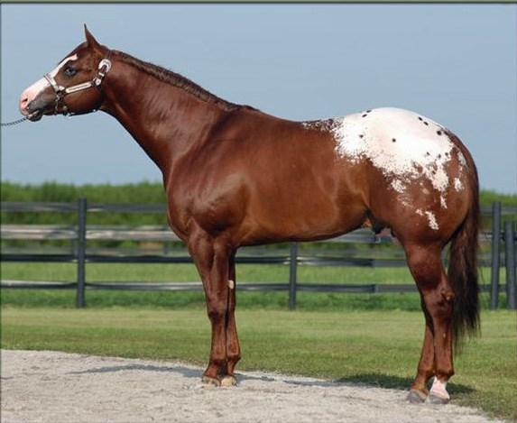 S37 Kid Kelo 2003 ApHC Grulla w/blanket Sire: Kelo Connects Dam: Incognito-YM Live Cover only - all mare & vet expenses up to mare owner Owned By: Staci Mitchell