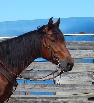 Zee Flash Triple Image Lightning Holiday Nic is a solid bay gelding with a sweet