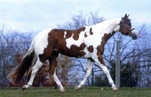 INVITED BACK-APHA #771,098 2003 Sorrel Tovero g 16.2 H Stud Fee $1000 Elizabeth Roberts 940 N. Mutual-Union Rd., Cable, OH 43009.