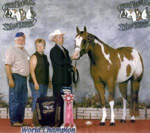 Dam: Superstition Goldie/QH. 2005 APHA World show-4th place in Amateur Stallions, Nearing his Superior. APHA 37 pts. Amateur & 32 pts. Open Halter with 12 grands & 6 Reserves.