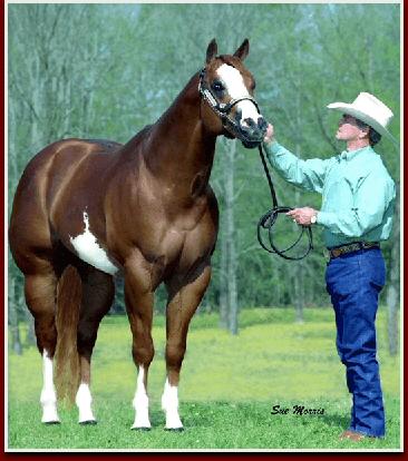 shipping, or $350 counter to counter. Closing Date of Season - 5/15 Sire: Call Me Phenomenal. Dam: Southern Sunrise. 2007 APHA Reserve World Champion 2 Yr.