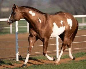 Man. Dam: Lil Missy Impressive. World Champion, Congress Champion, Honor Roll Stallion, Producer of World Show Top 5s & 10s & multiple futurity champions. HYPP N/N. OLWS pos.