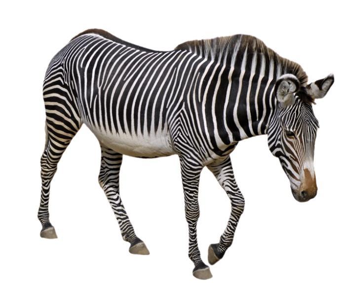 4. GREVY S ZEBRA a) How are Grevy s zebra tracked in the wild?