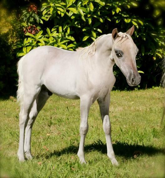 Shetland Silver Dapple Colt by the one and only Ringmaster - imported 38 American Shetland