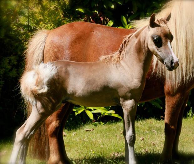 MHAA IMHR 50% American Shetland Silver Bay Colt Sired by none other than FW Aztec Laramie, 2011 IMHR National Champions of