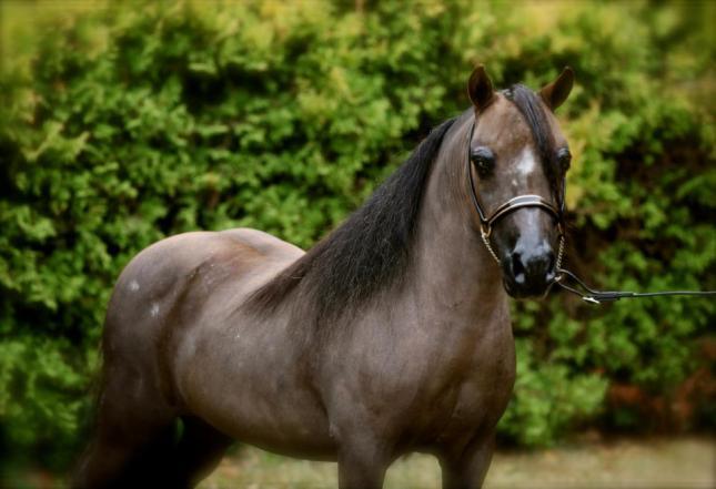 Special Effects is the sire of many Grand Champions and Supreme Winners.