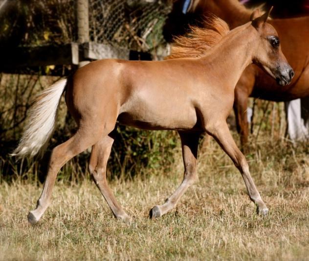 Sweet Dreams is a daughter to the famous Red Emperor - the most versatile horse in the miniature industry.